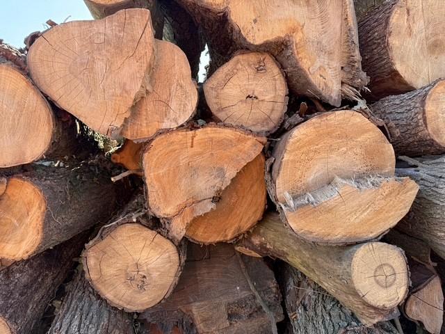 Hout stammen waar haardhout gemaakt van gaat worden